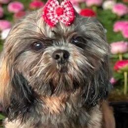 Shih Tzus from Mindy’s Furball Tribe