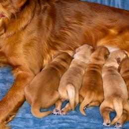 Golden Retriever Puppies from Earley Goldens