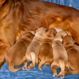 Golden Retriever Puppies from Earley Goldens