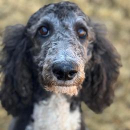 Patches - Poodle