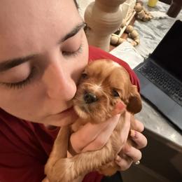 Cavalier King Charles Spaniel and Cavapoo Puppies from Unicorn Tears and Cavaliers