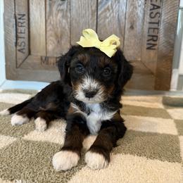 Bean - Tri-color female Bernedoodle puppy in Buffalo, Illinois from Pear Tree Pups