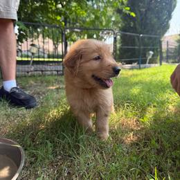 Red Collar - Golden male Golden Retriever puppy in Tulsa, Oklahoma from Triple J Goldens, LLC