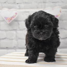 Australian Shepherd, Shih Tzu, and Shihpoo Puppies from Giammarino Kennels