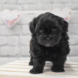 Australian Shepherd, Shih Tzu, and Shihpoo Puppies from Giammarino Kennels