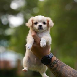 Lucas - Cream and white male Chihuahua puppy in Knowlton Township, New Jersey from Augenblick Kennels