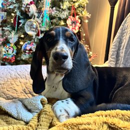 Fran - Basset Hound