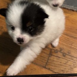 Girl 1 - Pomeranian puppy in Kansas City, Missouri from S&K Pomeranians