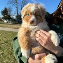 Boy 2 - Red merle Australian Shepherd puppy in Missouri from Headley Farms Australian Shepherds