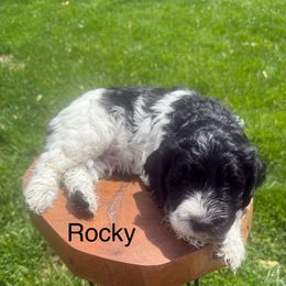 Rocky - Parti Goldendoodle puppy in Stratford, New Jersey from Meadow Lark Doodles