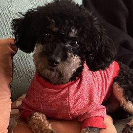 Rallo - Maltipoo