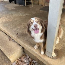 Girl2 - Red tri-color female Miniature American Shepherd puppy in Harmony, North Carolina from Carolina Pride Aussies
