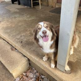 Girl2 - Red tri-color female Miniature American Shepherd puppy in Harmony, North Carolina from Carolina Pride Aussies