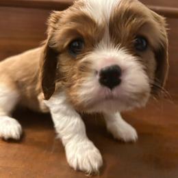 Boy 1 - Blenheim male Cavalier King Charles Spaniel puppy in Louisville, Kentucky from Royal Quin Cavaliers