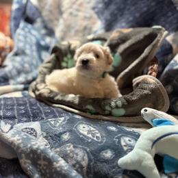 Revere - Wheaten male Miniature Schnauzer puppy in Byron, Georgia from Smilee Schnauzers