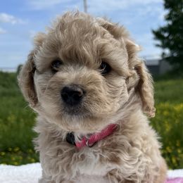 Girl 1 - Aussiedoodle puppy in Leitchfield, Kentucky from Salt River Kennels