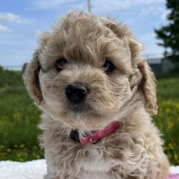 Girl 1 - Aussiedoodle puppy in Leitchfield, Kentucky from Salt River Kennels