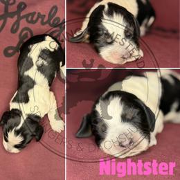 Nightster - Black white and tan female English Springer Spaniel puppy in Fond Du Lac, Wisconsin from Clucking Homestead Springers & Dachshunds
