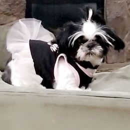 Lizzy - Shih Tzu