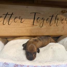 Blaze - Brindle male Dachshund puppy in Auxvasse, Missouri from Above Par Kennels