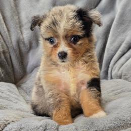 Weevil - Blue merle male Miniature Australian Shepherd puppy in Cleveland, Georgia from Jam's Doodles And Poodles