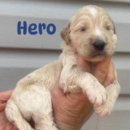 Hero - Cream male Goldendoodle puppy in Prosperity, Pennsylvania from Stelladoodles & Company