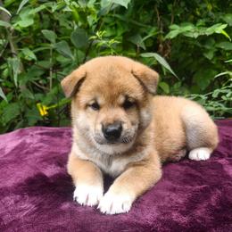 Ace - Red male Shiba Inu puppy in Illinois from Precious-Puppies