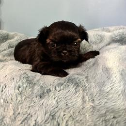 Meg - Tricolor female Shih Tzu puppy in Hawthorne, Florida from Simply Southern Shihtzus