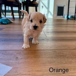 Orange (Gordon) - White male Maltipoo puppy in San Diego, California from Amanda Tsoi - Golden Maltipoo Pups