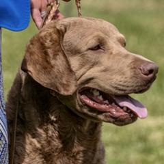 Barron - Chesapeake Bay Retriever