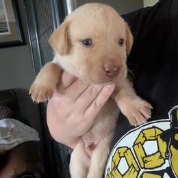 Axel (Red Collar) - Yellow male Labrador Retriever puppy in Commerce, Oklahoma from Standing Water Kennels
