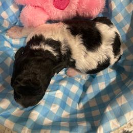Bindi - Parti female Poodle puppy in Bee Branch, Arkansas from Scroggins Creek Doodles