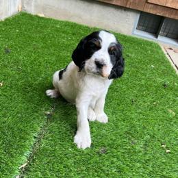 English Springer Spaniel Puppies from Enos Ranch Springer Spaniels