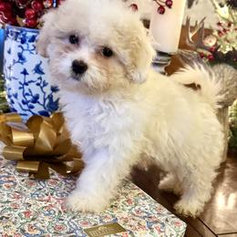 Myrrh - Parti male Maltipoo puppy in Wendell, North Carolina from Teddys Teddy Bears