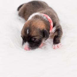 Pink Camo Collar - Red female Pembroke Welsh Corgi puppy in Santaquin, Utah from Blacktail Mountain Corgis