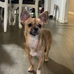 Kosa - Chihuahua