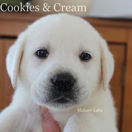 Labrador Retriever Puppies from Mahner Labs