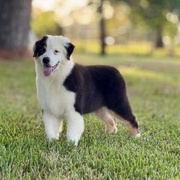 Madison - Black tri-color female Australian Shepherd puppy in Crosby, Texas from Monarch Australian Shepherds