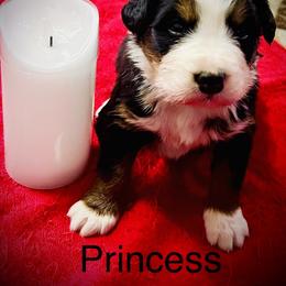 Princess OFA - Black rust and white female Bernese Mountain Dog puppy in Strasburg, Ohio from Lois Allison