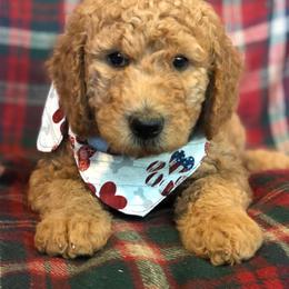 Labradoodle Puppies from Hippie Hollow Doodles