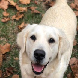 Kenleigh - Golden Retriever