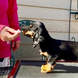 Dachshund Puppies from Sarou's Miniature Dachshunds