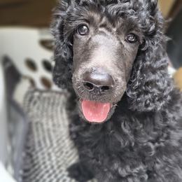 Mellon - Silver male Poodle puppy in Huntsville, Alabama from Pandora