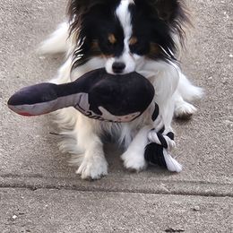 Riot - White black and tan male Papillon puppy in Fulton, Missouri from Papillon Love