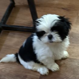Lucy - Blue and white female Shih Tzu puppy in Covington, Georgia from Top Hats 2  Shih Tzu’s