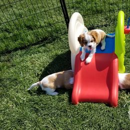 Cavalier King Charles Spaniel Puppies from Royalton Cavaliers