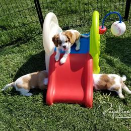 Cavalier King Charles Spaniel Puppies from Royalton Cavaliers