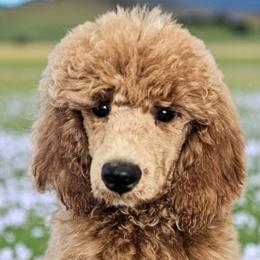 Grizz - Poodle