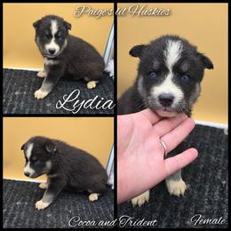 Lydia - Black tan and white female Siberian Husky puppy in Bloomfield, Indiana from Paiges lil huskies