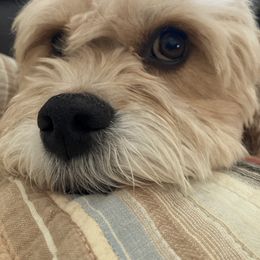 Cavapoo and Poodle All Grown Up from Happy Tails Poods and Doods